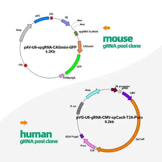 【维真生物】spCas9和saCas9