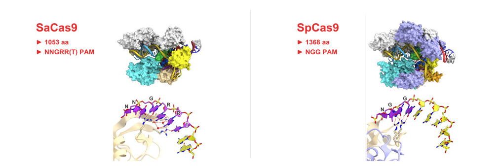 【维真生物】spCas9和saCas9
