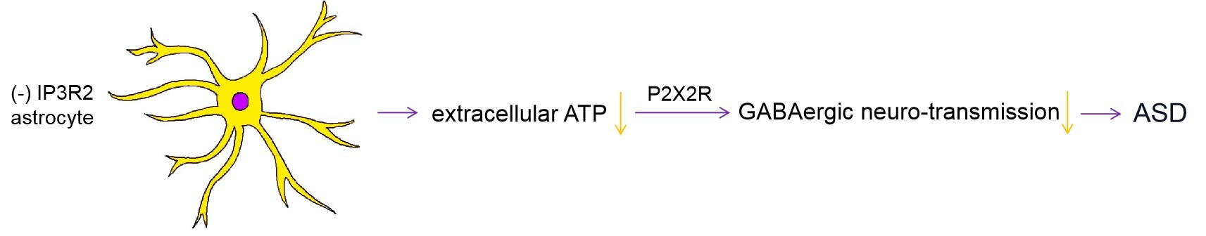 维真生物-ATP调控ASD样行为机制示意图 